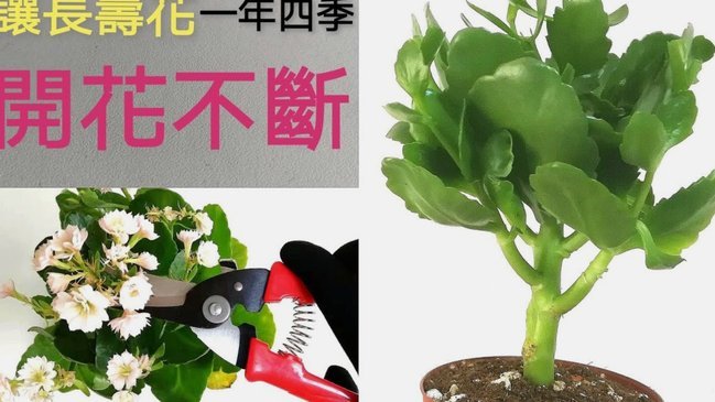2019花呗秒到账最新规则解析