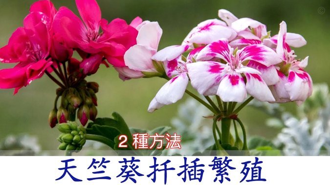 花呗分期套现平台怎么样啊