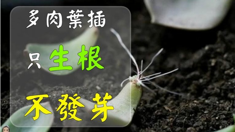 得物月付教程：如何轻松搞定潮品大额支付？