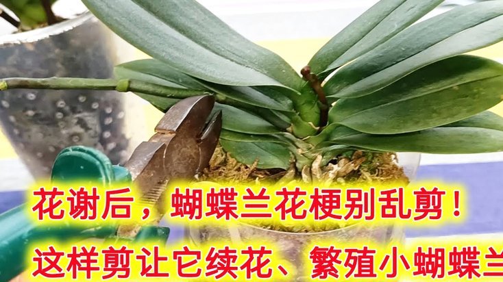 花呗套现：风险与后果
