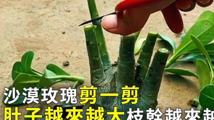 花呗秒套平台怎么样 套现的