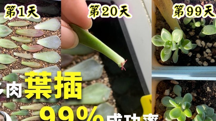 携程拿去花提现多久到账 取现金