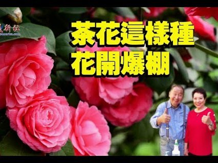 花呗现金提取全攻略
