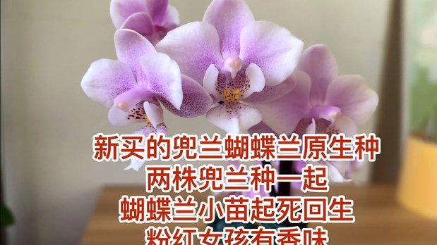 花呗现在情况 出不来了