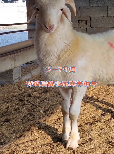 虚拟身份
