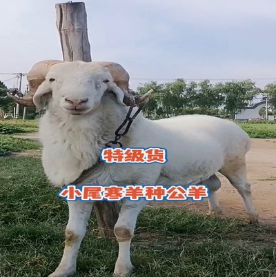 羊小咩合法吗