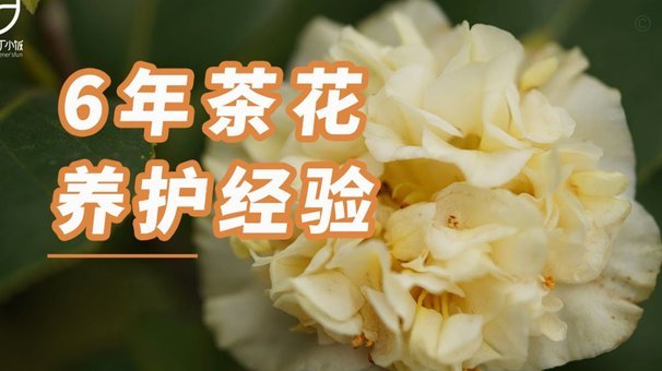 携程拿去花的额度在哪里看