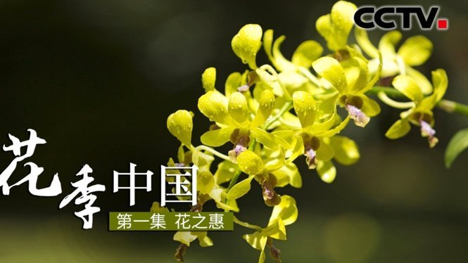 如何提前还清花呗更省心？